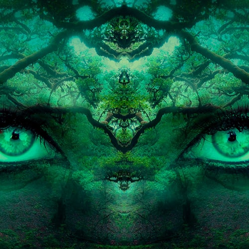 bufo-alvarius-min Ayahuasca